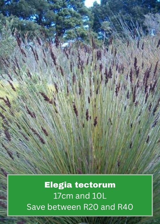Elegia tectorum