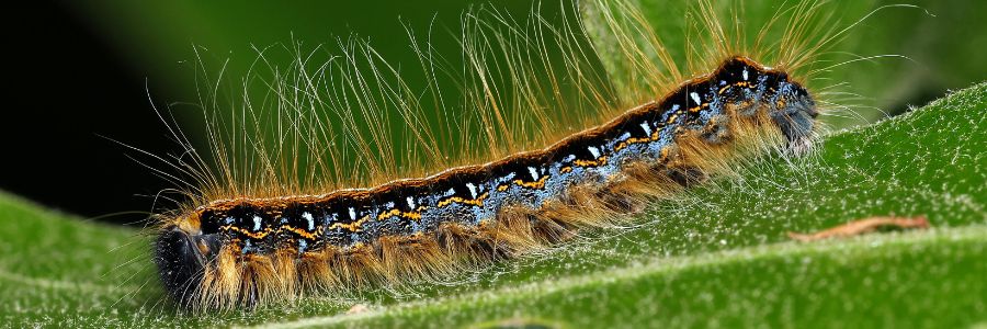 caterpillars (3)