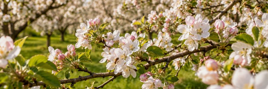 Deciduous fruit trees are in full blossom