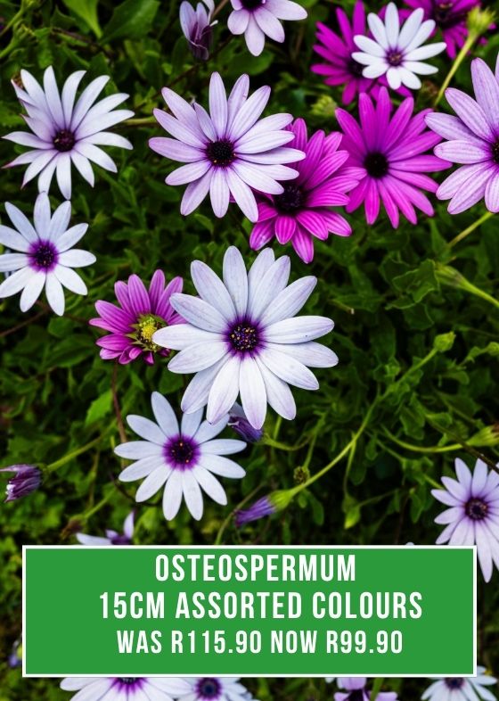 Osteospermum