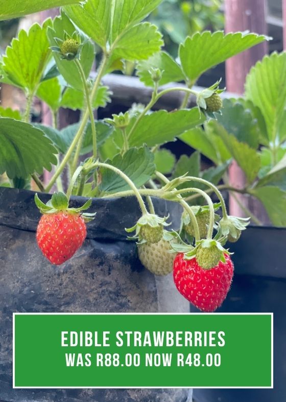edible strawberries